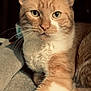 cat, ginger_cat, white_fur, close_up, pet, animal, whiskers, green_eyes, feline, indoor, soft_texture, relaxed, curious, portrait, mammal, domestic_animal, fur, cute, resting, laying_down