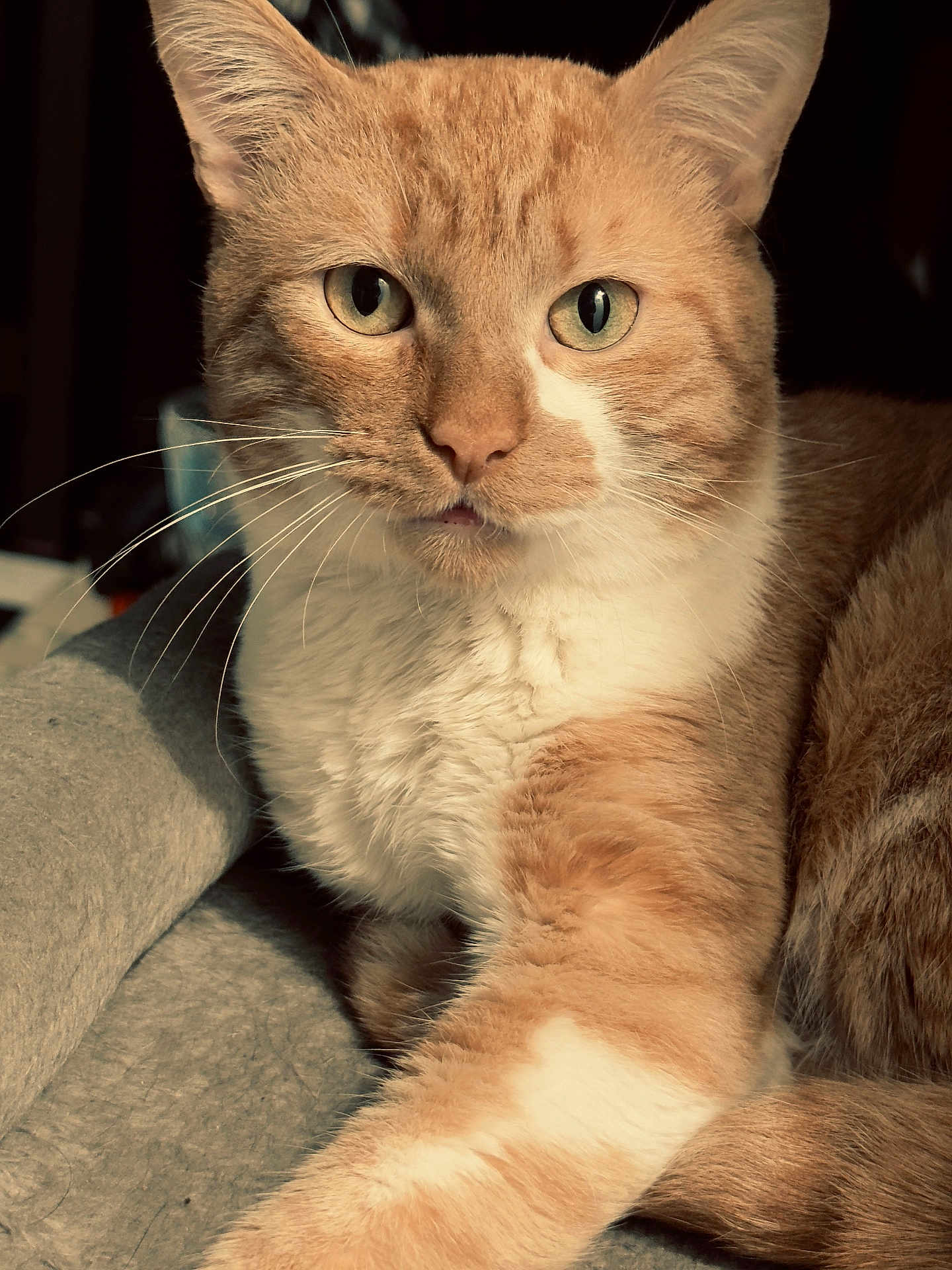 Chester is registered to the contest to win money with this photo: cat, ginger_cat, white_fur, close_up, pet, animal, whiskers, green_eyes, feline, indoor, soft_texture, relaxed, curious, portrait, mammal, domestic_animal, fur, cute, resting, laying_down