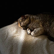 Minette participe au concours pour gagner de l'argent avec cette photo : abyssinian, animal, bed, bedroom, blanket, cat, couch, furniture, homedecor, indoors, kitten, linen, manx, person, pet, quilt, room, siamese, sleeping, towel