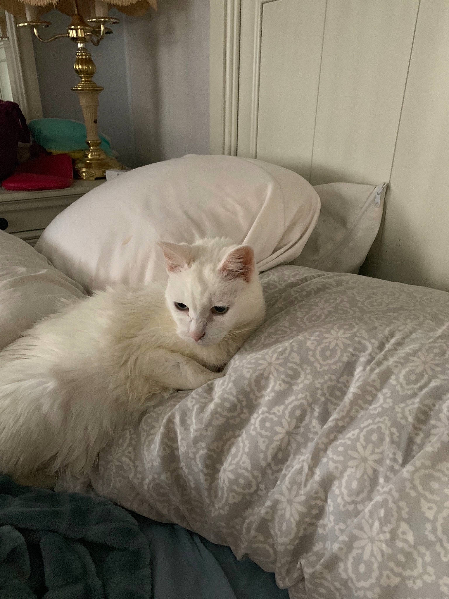 Sweetie joined the competition — help win amazing prizes! asian, bed_sheet, burmilla, carnivore, cat, colorpoint_shorthair, felidae, fur, furniture, khao_manee, mammal, ragdoll, room, small_to_medium_sized_cats, turkish_angora, turkish_van, whiskers