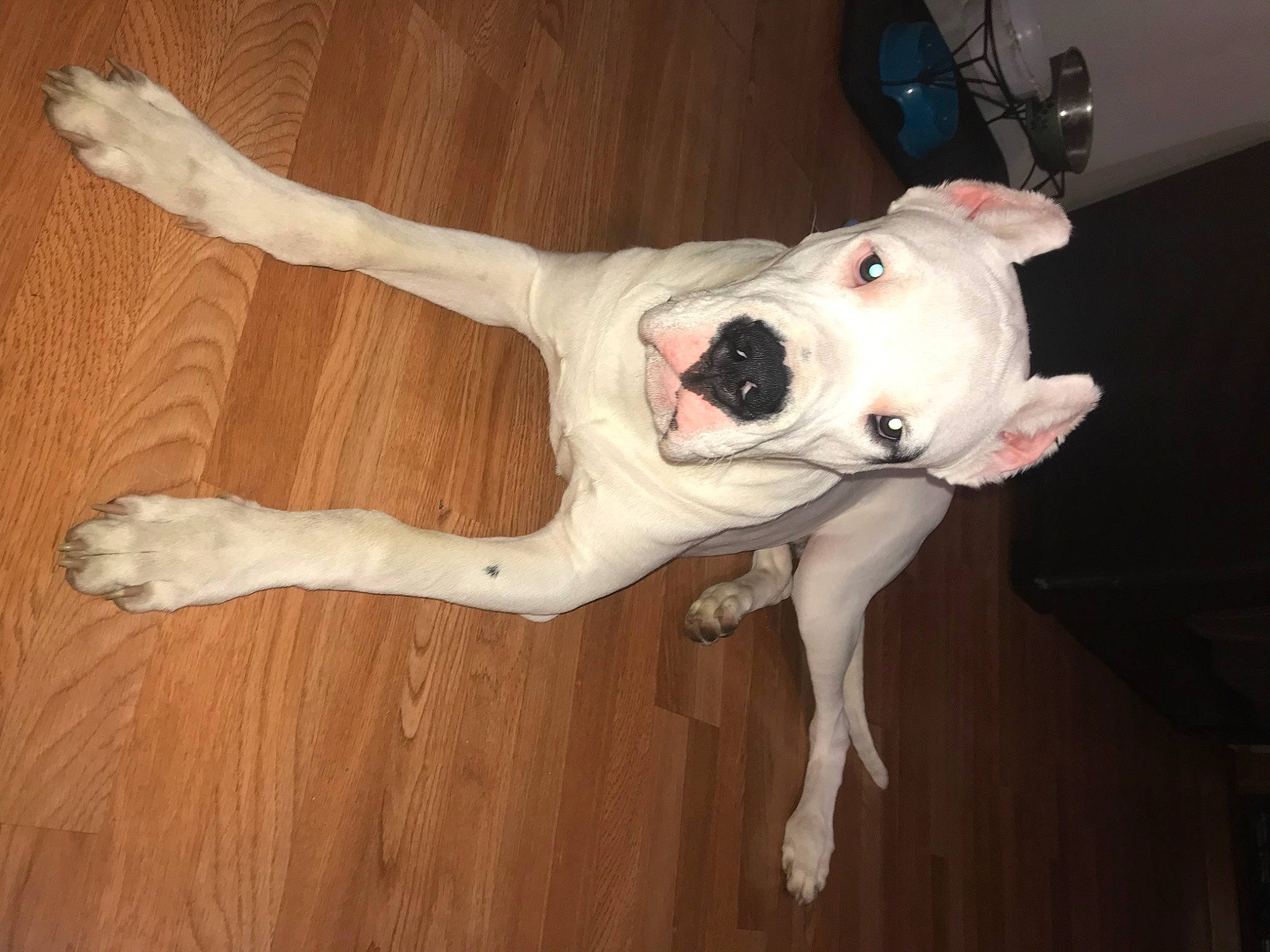 Ace joined the competition — help win amazing prizes! canidae, carnivore, collar, companion_dog, dog, dog_breed, dog_collar, door, fawn, flooring, fur, hardwood, non_sporting_group, snout, sporting_group, tail, wood, wood_flooring, working_animal, wrist