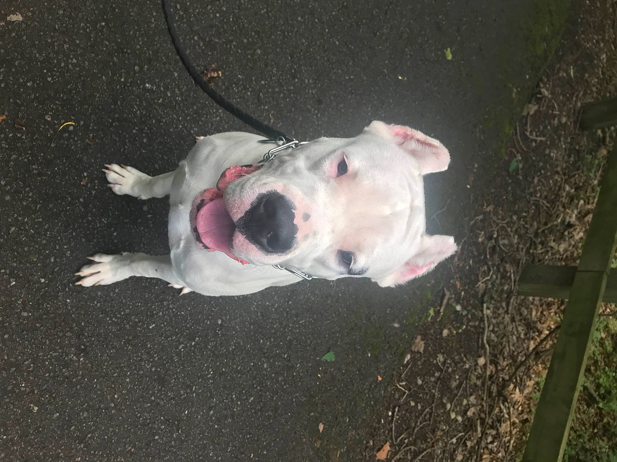 Ace is registered to the contest to win money with this photo: canidae, carnivore, collar, companion_dog, cordoba_fighting_dog, dog, dog_breed, fawn, grass, non_sporting_group, snout, sporting_group, tail, whiskers