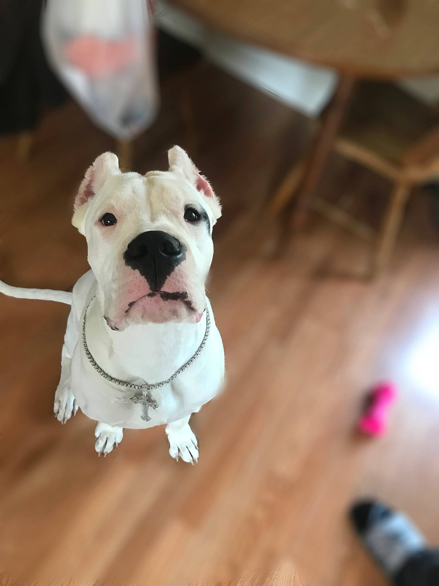 Ace is registered to the contest to win money with this photo: bulldog, canidae, carnivore, collar, companion_dog, dog, dog_breed, dog_collar, dog_supply, fashion_accessory, fawn, flooring, fur, hardwood, leash, pet_supply, sporting_group, whiskers, wood, working_animal