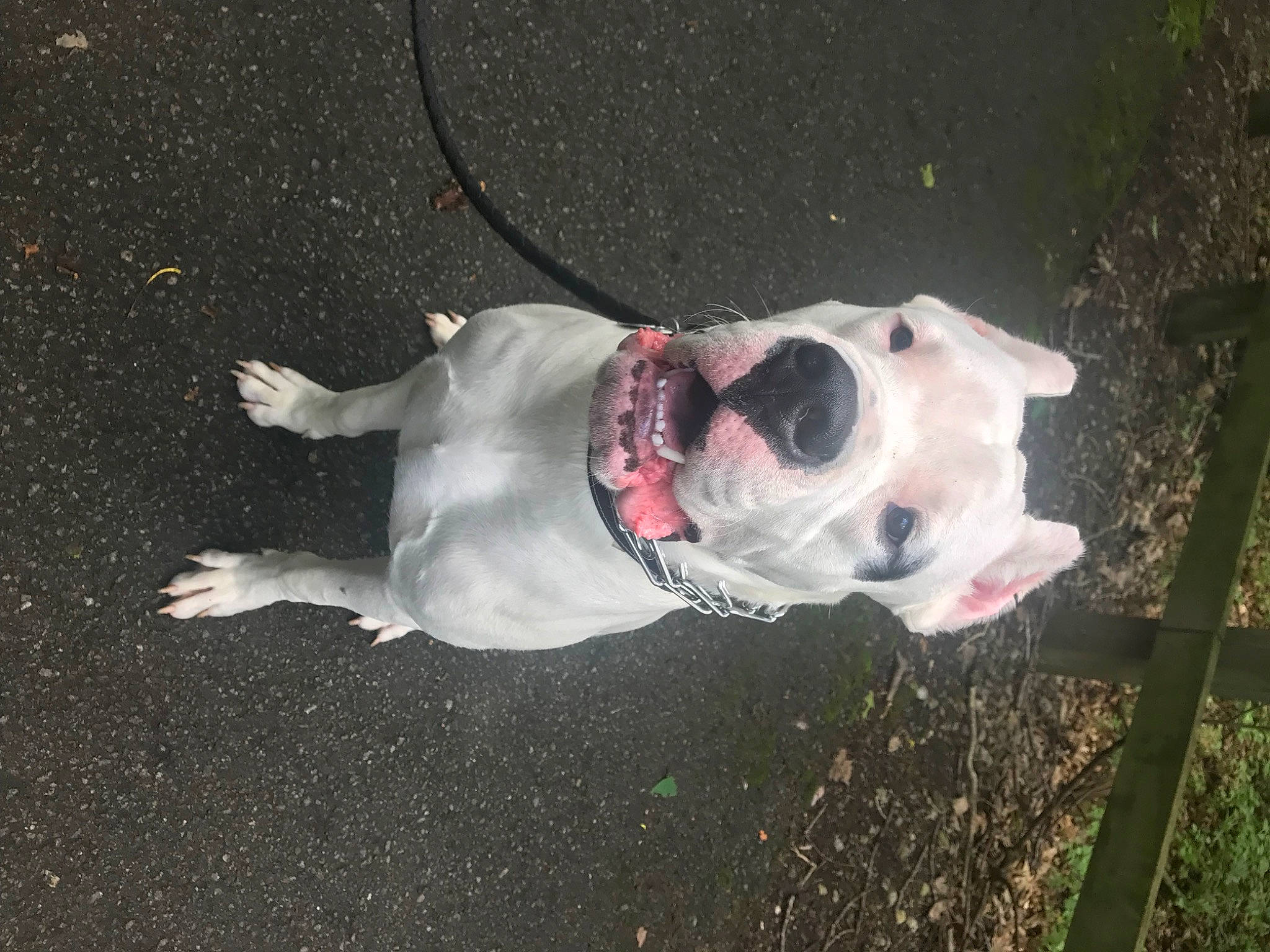 Ace joined the competition — help win amazing prizes! canidae, carnivore, collar, companion_dog, dog, dog_breed, dog_collar, eyewear, fawn, grass, leash, mammal, plant, snout, sporting_group, tail, tree, vertebrate, whiskers, working_dog