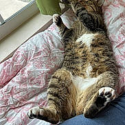 Cilantro joined the competition — help win amazing prizes! cat, tabby_cat, pet, animal, lying_down, belly_up, paws, whiskers, ears, fur, striped_fur, white_belly, bed, bedspread, floral_pattern, bedroom, window, curtains, sunlight, relaxed