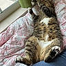 cat, tabby_cat, pet, animal, lying_down, belly_up, paws, whiskers, ears, fur, striped_fur, white_belly, bed, bedspread, floral_pattern, bedroom, window, curtains, sunlight, relaxed