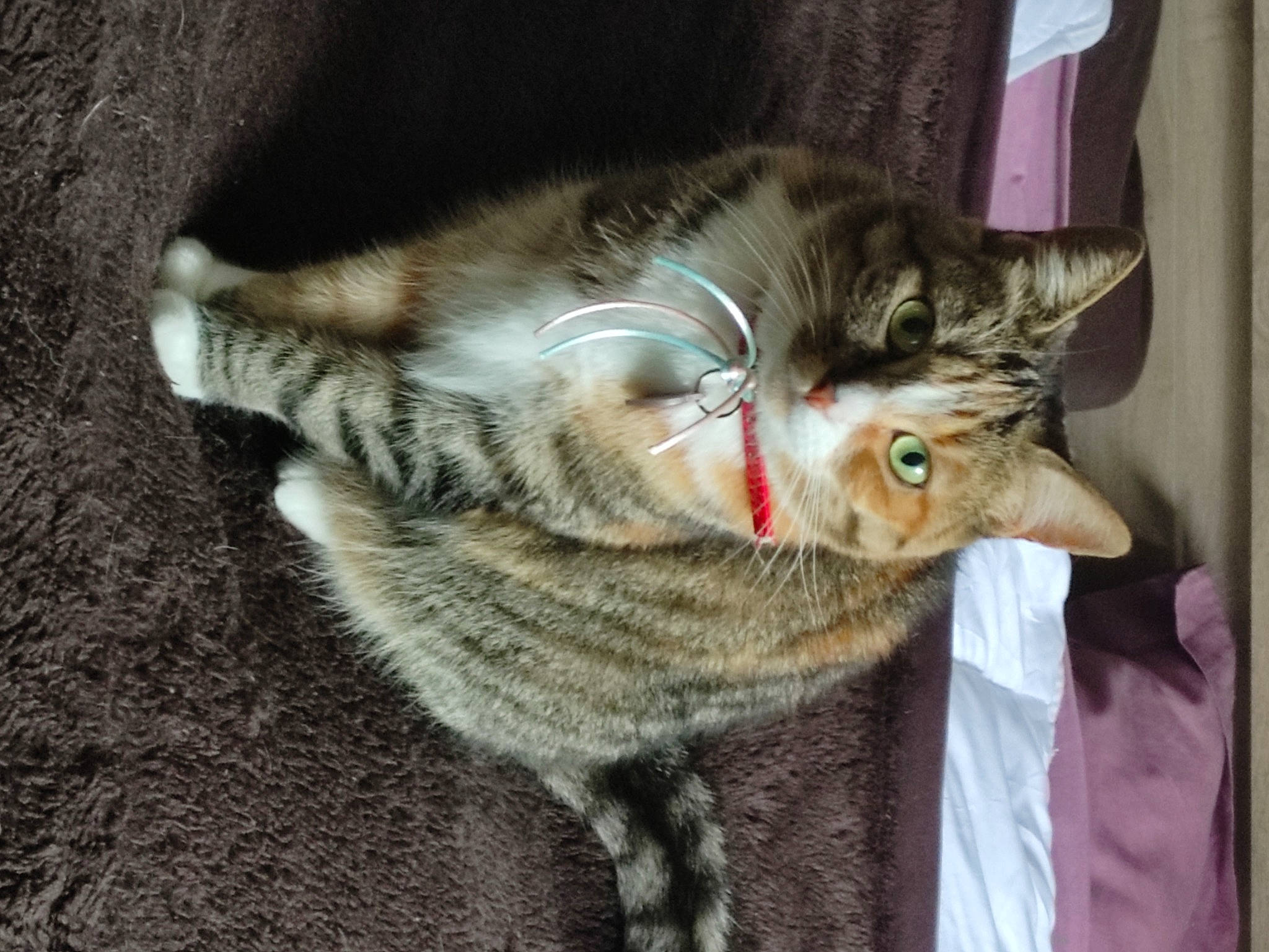 Daisy a rejoint le concours — aidez-le/la à gagner de superbes lots ! carnivore, cat, claw, domestic_short_haired_cat, felidae, fur, paw, small_to_medium_sized_cats, tail, terrestrial_animal, tie, whiskers