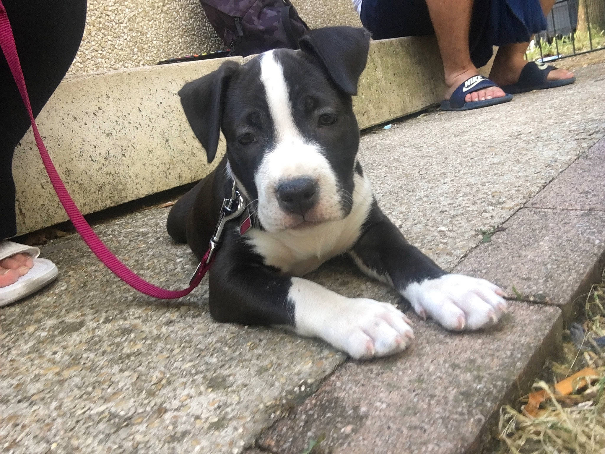 Prunelle a rejoint le concours — aidez-le/la à gagner de superbes lots ! adventure, american_pit_bull_terrier, american_staffordshire_terrier, canidae, carnivore, dog, dog_breed, fawn, great_dane, mammal, non_sporting_group, pit_bull, puppy, snout, sporting_group, vertebrate