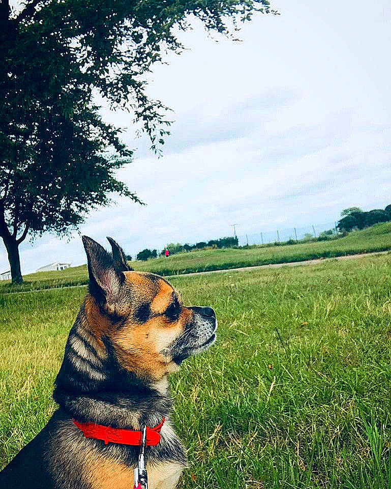 Lady is registered to the contest to win money with this photo: canidae, carnivore, collar, companion_dog, dog, dog_breed, dog_collar, dog_supply, field, grass, grass_family, grassland, leash, meadow, pasture, pet_supply, prairie, snout, sporting_group, working_animal