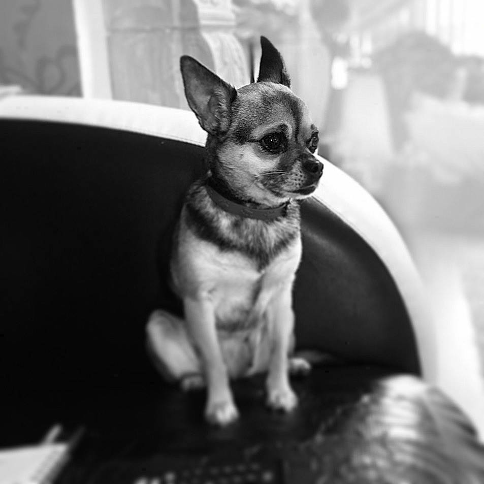 Lady joined the competition — help win amazing prizes! black, canidae, carnivore, chihuahua, collar, companion_dog, dog, dog_breed, dog_supply, non_sporting_group, pet_supply, puppy, small_terrier, snout, sporting_group, toy_dog, vertebrate, working_animal