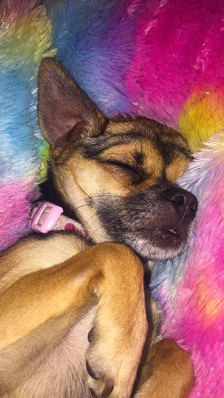 Lady is registered to the contest to win money with this photo: art_paint, canidae, carnivore, colorfulness, companion_dog, dog, dog_breed, fawn, magenta, paint, painting, pink, puppy, purple, sleep, snout, violet, visual_arts, working_animal, working_dog