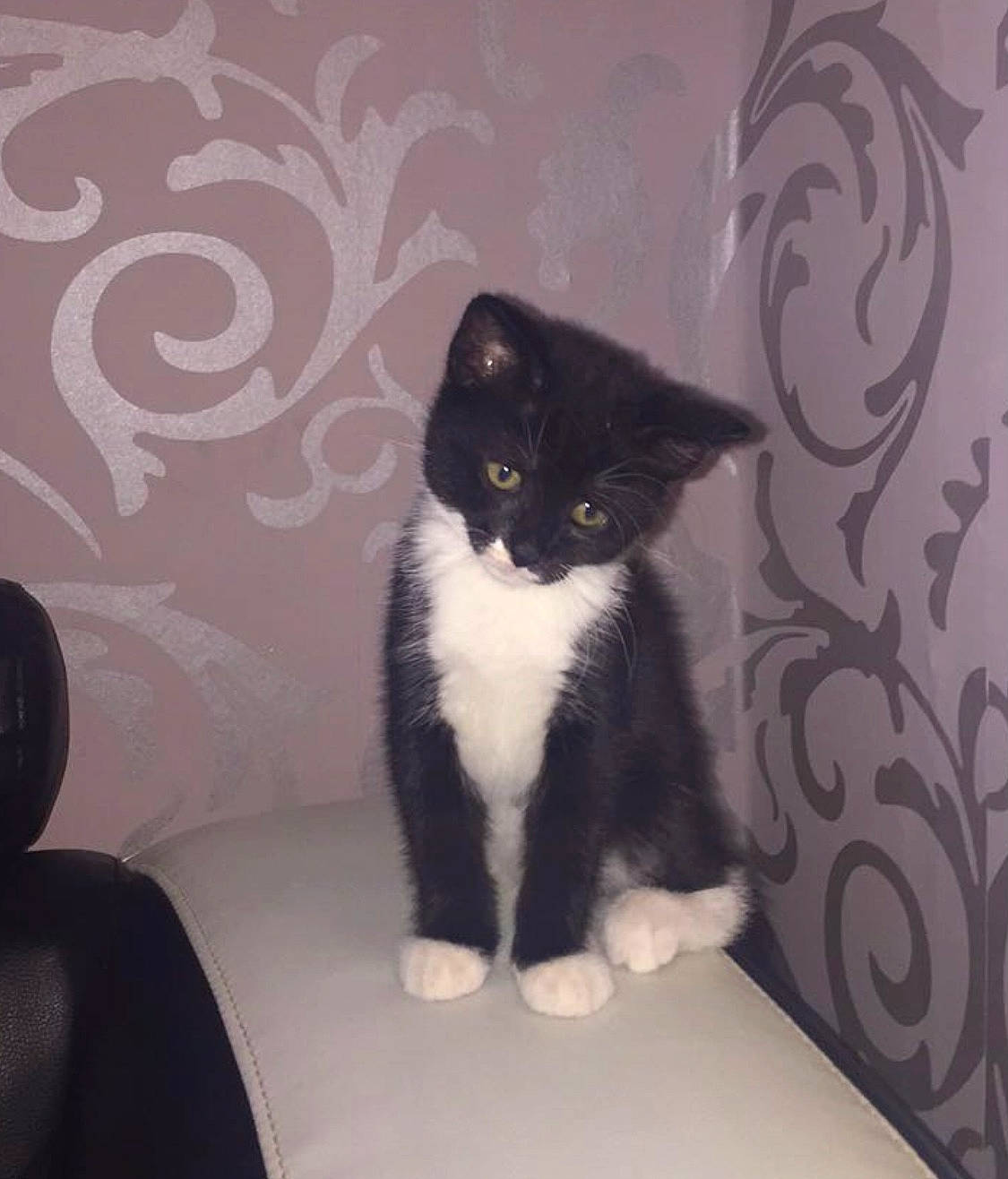 Candy is registered to the contest to win money with this photo: carnivore, cat, domestic_short_haired_cat, felidae, fur, small_to_medium_sized_cats, tail, vertebrate, wallpaper, whiskers