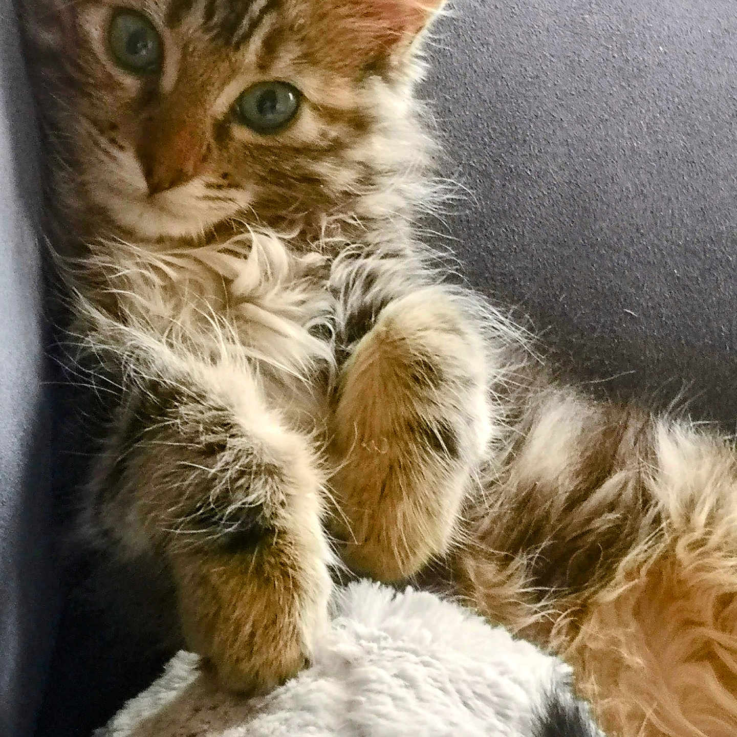 Minette participe au concours pour gagner de l'argent avec cette photo : abyssinian, angora, animal, blanket, cat, chair, couch, cushion, face, furniture, head, homedecor, indoors, kitten, manx, person, pet, photography, portrait, sleeping