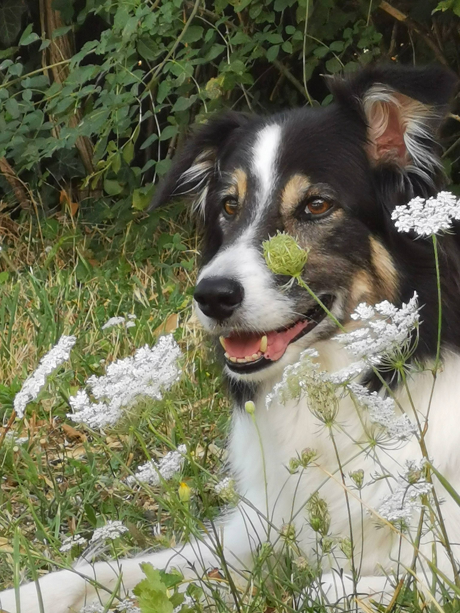 Izy a rejoint le concours — aidez-le/la à gagner de superbes lots ! australian_shepherd, border_collie, canidae, carnivore, companion_dog, dog, dog_breed, english_shepherd, herding_dog, mammal, plant, rare_breed_dog, sporting_group, vertebrate, welsh_sheepdog