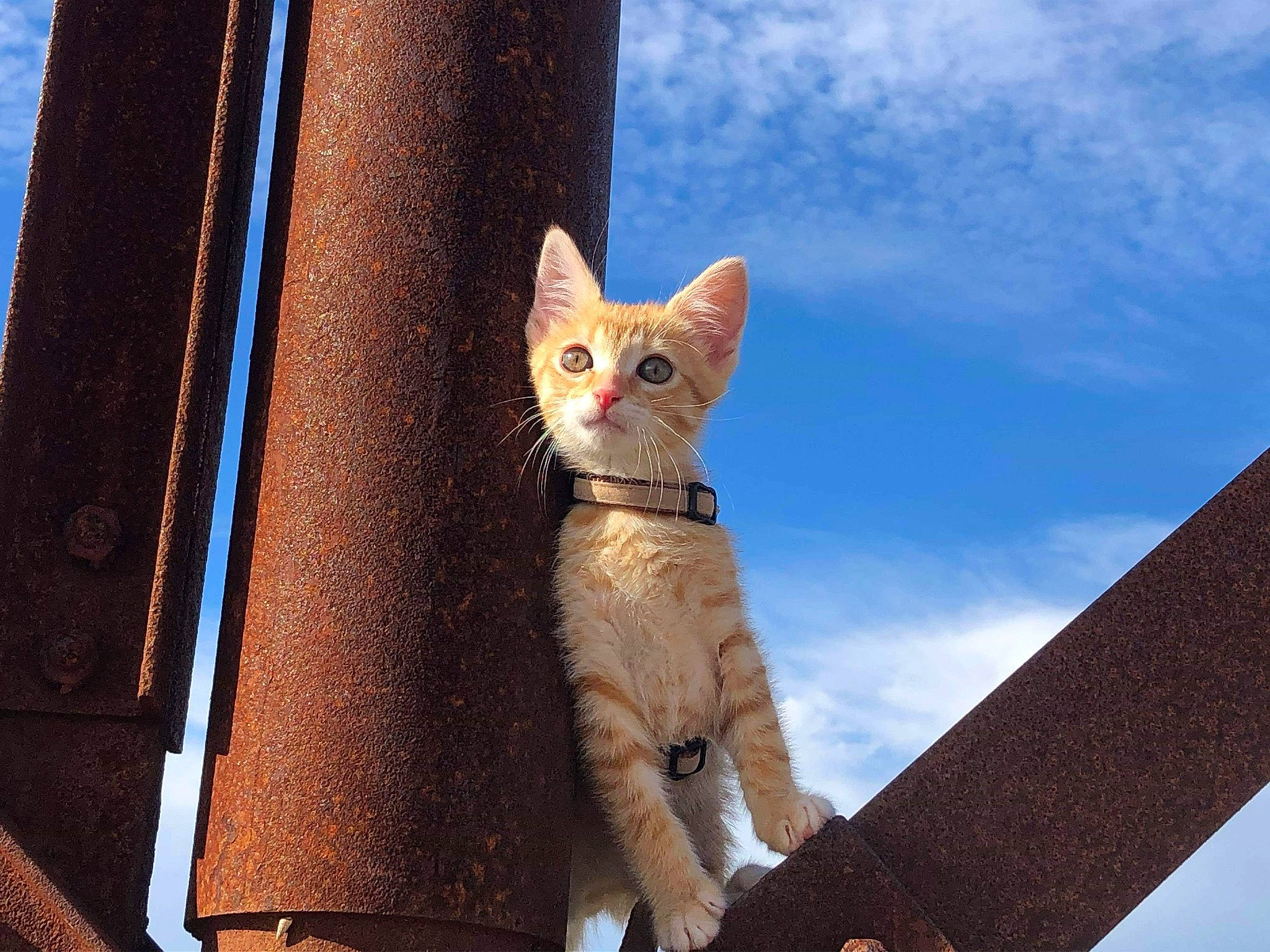 Shõga participe au concours pour gagner de l'argent avec cette photo : aegean_cat, american_wirehair, asian, carnivore, cat, domestic_short_haired_cat, european_shorthair, fawn, felidae, kitten, mammal, sky, small_to_medium_sized_cats, tail, turkish_van, whiskers