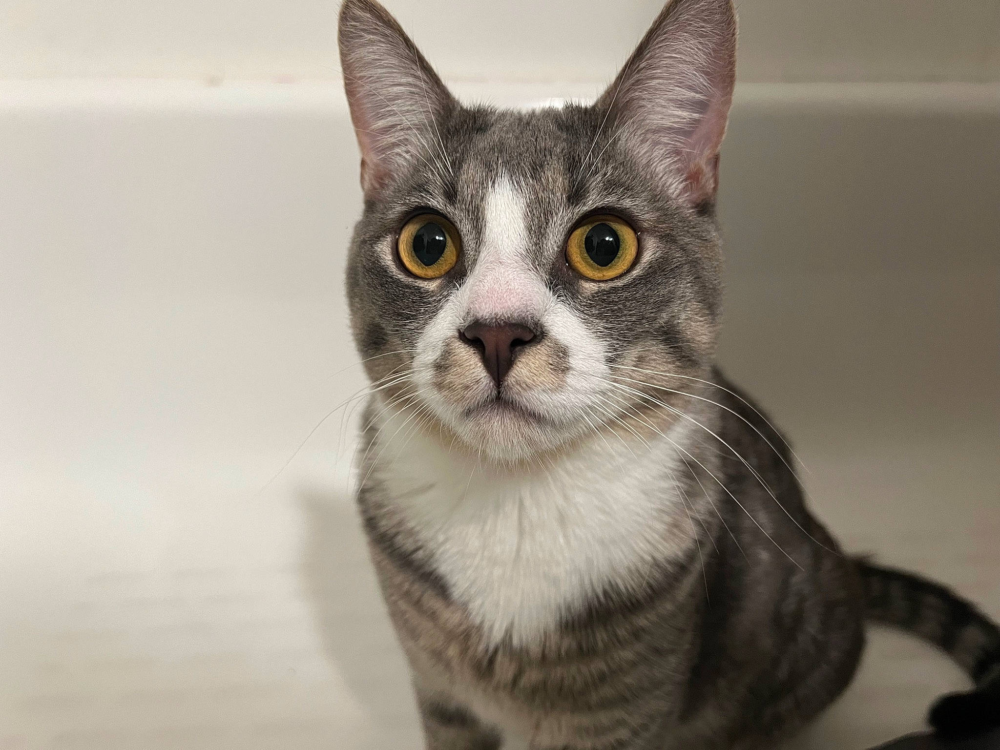 Pepper joined the competition — help win amazing prizes! carnivore, cat, domestic_short_haired_cat, felidae, fur, paw, small_to_medium_sized_cats, snout, terrestrial_animal, whiskers