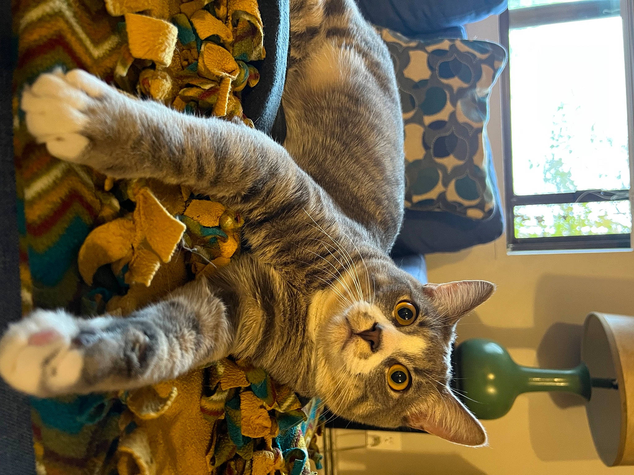 Pepper is registered to the contest to win money with this photo: art, carnivore, cat, claw, creative_arts, fawn, felidae, fur, glass, metal, natural_material, pattern, room, sculpture, small_to_medium_sized_cats, tail, visual_arts, whiskers, window, wood