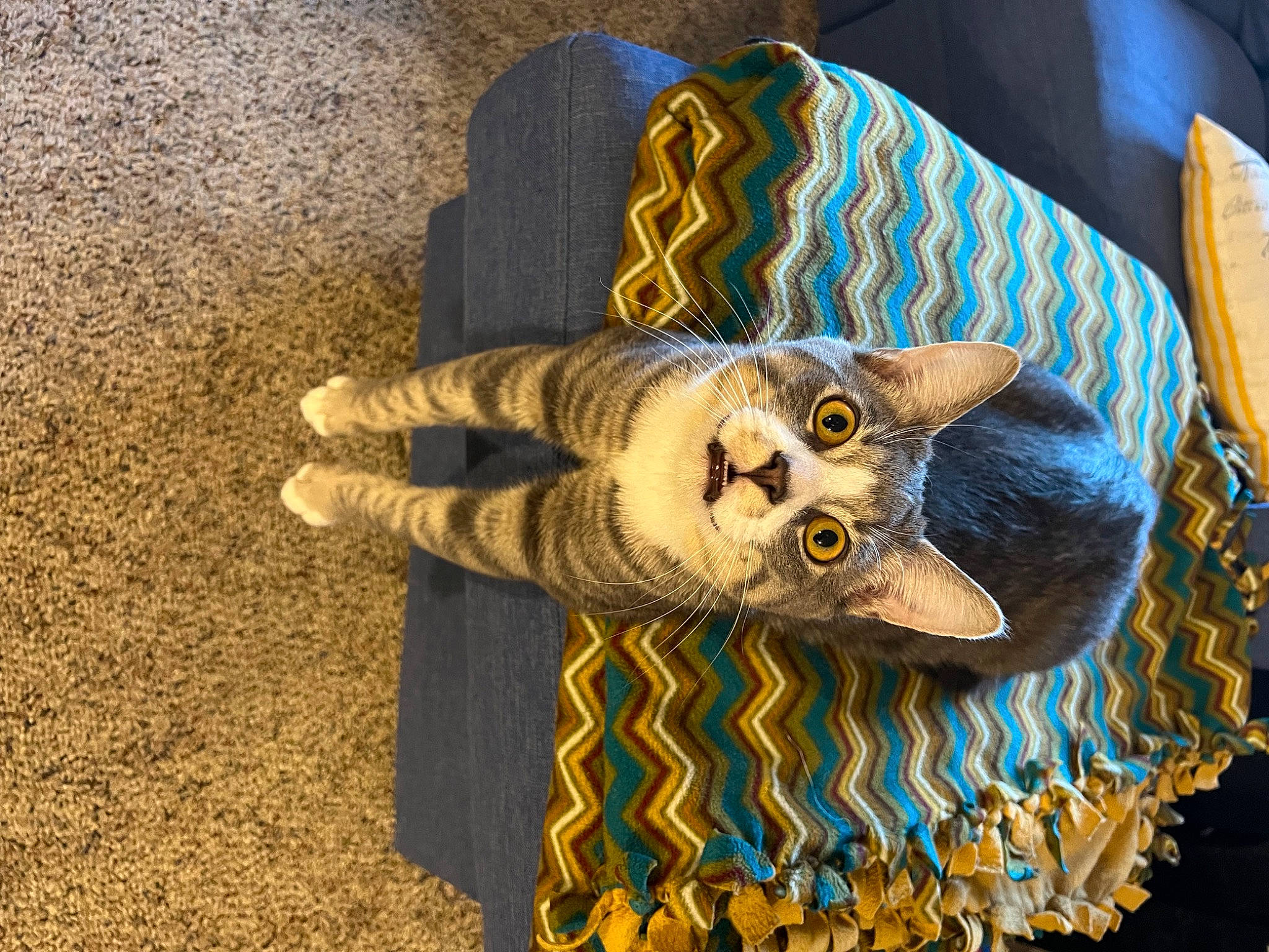 Pepper joined the competition — help win amazing prizes! carnivore, costume_hat, fashion_accessory, fawn, felidae, fur, hat, linens, pattern, personal_protective_equipment, skull, sleeve, small_to_medium_sized_cats, snout, stuffed_toy, thread, toy, whiskers, wood, wool