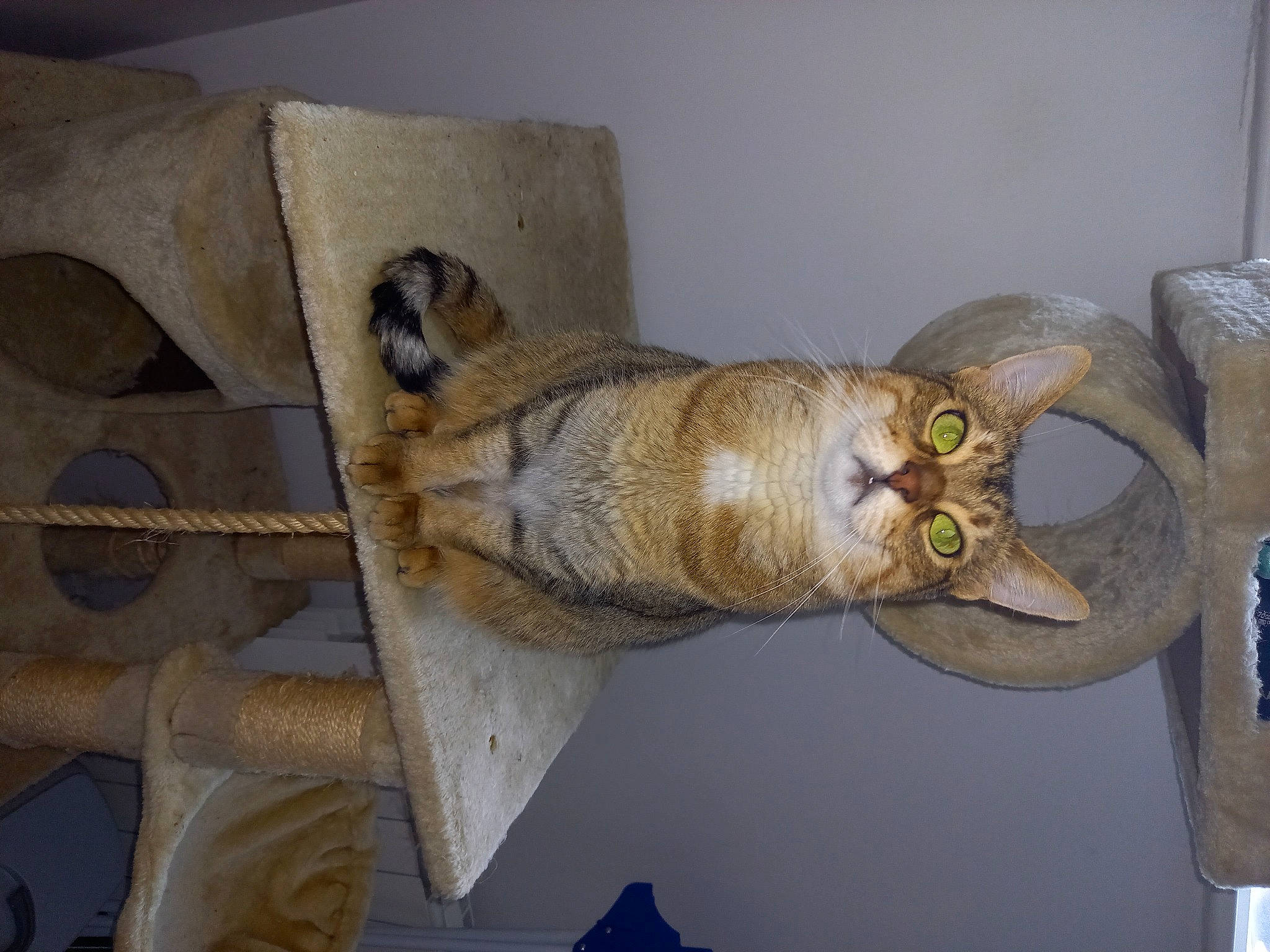 Ambre participe au concours pour gagner de l'argent avec cette photo : ancient_history, anthropology, art, artifact, carving, ceramic, chainsaw_carving, felidae, flooring, history, metal, museum, room, sculpture, small_to_medium_sized_cats, tail, tourist_attraction, visual_arts, wood