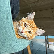 Alpi a rejoint le concours — aidez-le/la à gagner de superbes lots ! animal, cat, chair, closeup, cozy, curious, ears, eyes, feline, fur, furniture, ginger_cat, home, indoor, legs, nose, pet, relaxed, whiskers, wooden_floor