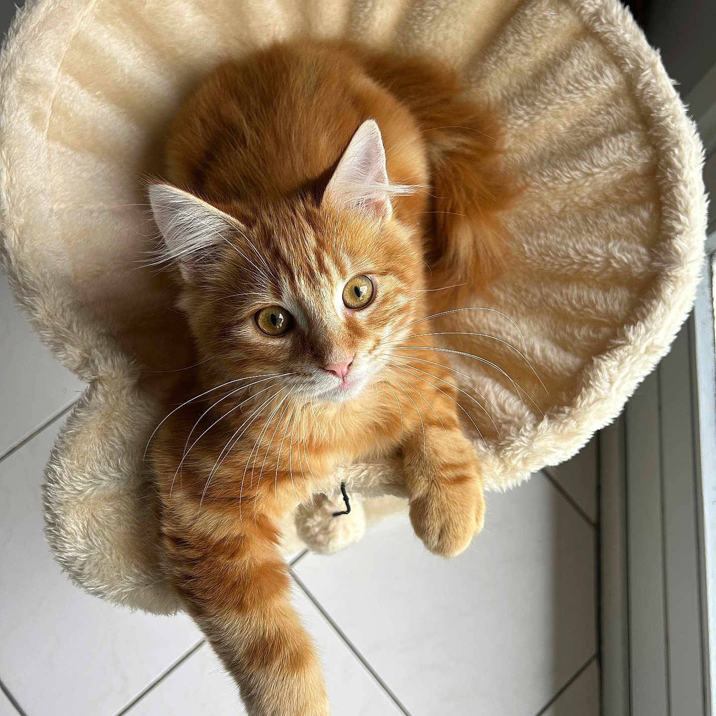Alpi participe au concours pour gagner de l'argent avec cette photo : animal, cat, comfortable, cozy, cute, ears, feline, fur, home, indoor, looking_up, orange_tabby, paw, pet_bed, plush, relaxed, resting, soft, tile_floor, whiskers