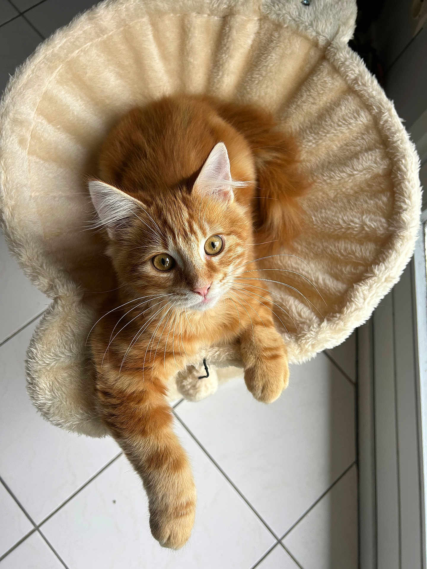 Alpi participe au concours pour gagner de l'argent avec cette photo : animal, cat, comfortable, cozy, cute, ears, feline, fur, home, indoor, looking_up, orange_tabby, paw, pet_bed, plush, relaxed, resting, soft, tile_floor, whiskers