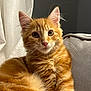 animal, cat, closeup, couch, cozy, curious, cute, domestic_cat, feline, fluffy, fur, indoor, kitten, orange_tabby, pet, portrait, relaxed, soft_light, whiskers, young