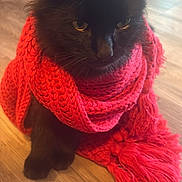 Renato is registered to the contest to win money with this photo: cat, black_cat, scarf, knitted_scarf, red_scarf, pet, indoor, floor, wooden_floor, feline, cute, cozy, fur, whiskers, ears, sitting, domestic_animal, animal, portrait, warm