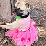 dog, pug, pink_tutu, heart_pattern, tree_trunk, outdoor, playful, tongue_out, pet_clothing, animal, nature, bark, leaf_litter, small_dog, cute, costume, puppy, summer, funny, pet