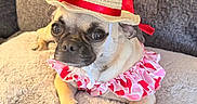 Chiky joined the competition — help win amazing prizes! dog, pug, pet, costume, hat, straw_hat, ribbon, pink_clothing, red_ribbon, cute, fluffy_blanket, cozy, indoor, animal, portrait, small_dog, resting, close_up, furry, adorable