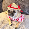 dog, pug, pet, costume, hat, straw_hat, ribbon, pink_clothing, red_ribbon, cute, fluffy_blanket, cozy, indoor, animal, portrait, small_dog, resting, close_up, furry, adorable
