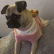 Chiky is registered to the contest to win money with this photo: dog, pug, pet, sweater, clothing, indoor, blanket, cozy, cute, small_dog, animal, fur, portrait, relaxed, resting, looking_away, soft_texture, comfortable, canine, companion