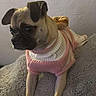 dog, pug, pet, sweater, clothing, indoor, blanket, cozy, cute, small_dog, animal, fur, portrait, relaxed, resting, looking_away, soft_texture, comfortable, canine, companion