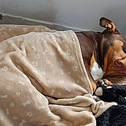Valka participe au concours pour gagner de l'argent avec cette photo : dog, sleeping, blanket, stuffed_toy, brown_dog, cozy, indoor, resting, pet, paw_prints, soft_texture, cushion, relaxed, canine, fur, snout, ears, bed, comfort, peaceful