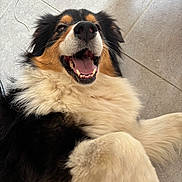 Rio a rejoint le concours — aidez-le/la à gagner de superbes lots ! animal, black_fur, brown_fur, canine, close_up, dog, floor, fluffy, friendly, fur, happy, indoor, lying_down, mammal, paw, pet, smiling, tile, tongue_out, white_fur