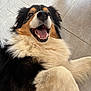 animal, black_fur, brown_fur, canine, close_up, dog, floor, fluffy, friendly, fur, happy, indoor, lying_down, mammal, paw, pet, smiling, tile, tongue_out, white_fur