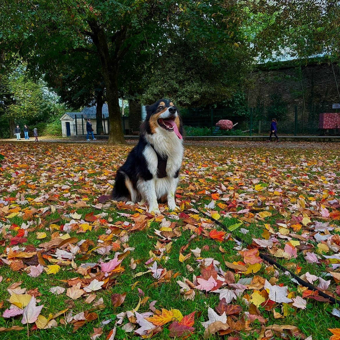 Rio a rejoint le concours — aidez-le/la à gagner de superbes lots ! autumn, background, canine, daylight, dog, fall, fence, grass, happy, leaves, nature, outdoor, park, people, pet, seasonal, sitting, smiling, tongue_out, tree