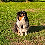 Rio participe au concours pour gagner de l'argent avec cette photo : animal, canine, daylight, dog, fluffy, fur, garden, grass, greenery, nature, outdoor, peaceful, pet, quiet, shadow, sitting, summer, sunlight, tree, tricolor