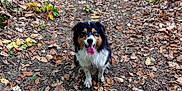 Rio participe au concours pour gagner de l'argent avec cette photo : animal, autumn, brown, canine, dog, forest, fur, green, happy, leaves, muddy, nature, outdoor, path, pet, sitting, smiling, tongue_out, trail, woods