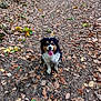 animal, autumn, brown, canine, dog, forest, fur, green, happy, leaves, muddy, nature, outdoor, path, pet, sitting, smiling, tongue_out, trail, woods