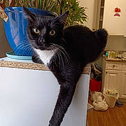 Luna joined the competition — help win amazing prizes! cat, black_and_white, pet, indoor, plant, blue_pot, relaxed, paw, ledge, houseplant, whiskers, fur, domestic_cat, kitchen, countertop, wooden_floor, white_cabinet, casual, curious, animal