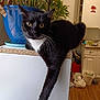 cat, black_and_white, pet, indoor, plant, blue_pot, relaxed, paw, ledge, houseplant, whiskers, fur, domestic_cat, kitchen, countertop, wooden_floor, white_cabinet, casual, curious, animal