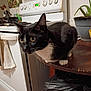Luna joined the competition — help win amazing prizes! cat, tuxedo_cat, kitchen, table, stove, plant, potted_plant, black_and_white, whiskers, curious, indoor, countertop, trash_bag, appliance, household, food_container, towel, wood_floor, domestic_animal, pet