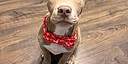 King Louie Jefferies is registered to the contest to win money with this photo: puppy, dog, bow_tie, red, heart_pattern, floor, wooden_floor, indoor, pet, animal, cute, looking_up, brown_fur, white_chest, ears, sitting, adorable, young_dog, close_up, attention