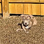 puppy, dog, grass, wooden_fence, outdoor, sunlight, animal, pet, young_dog, brown_dog, ears, fur, canine, nature, playful, resting, summer, daylight, cute, alert