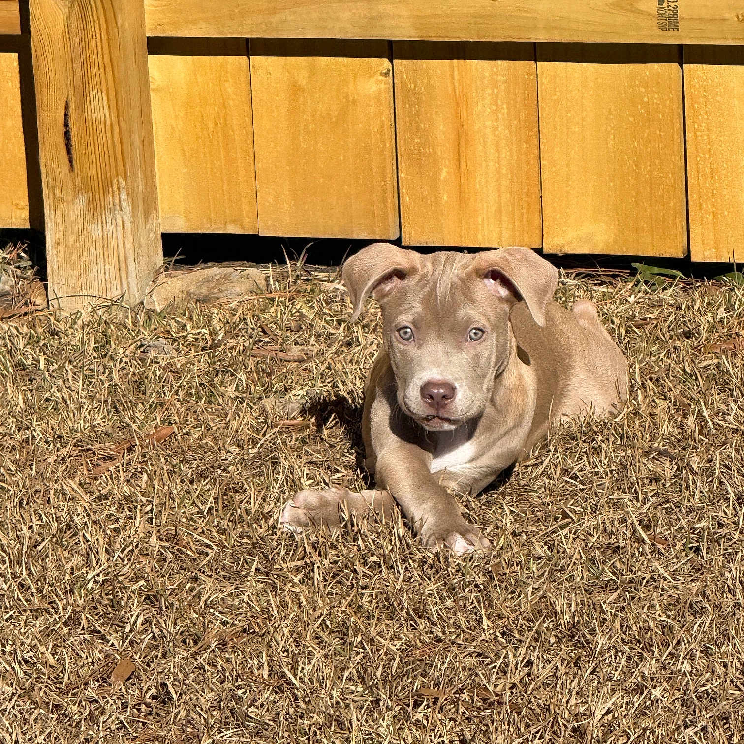 King Louie Jefferies