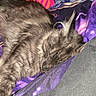 animal, bed, blanket, cat, colorful, cozy, cute, domestic_animal, fur, furry, gray_cat, indoor, mammal, pet, purple, relaxed, resting, sleeping, soft, striped_pattern