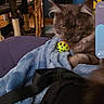 animal, blanket, blue_blanket, cat, couch, cozy, domestic_cat, furniture, gray_cat, home, indoor, pet, plant, playful, purple_flower, relaxed, resting, soft_fabric, toy_ball, yellow_eyes