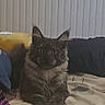 animal, bed, blanket, cat, cozy, curious, cute, domestic_animal, feline, fur, gray_cat, household, indoor, looking, mammal, pet, pillow, portrait, radiator, resting