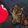 animal, cable, cat, comfy, couch, cozy, cute, domestic_animal, feline, fur, furniture, home, indoor, looking, pet, red_jacket, relaxing, resting, tabby_cat, yellow_eyes